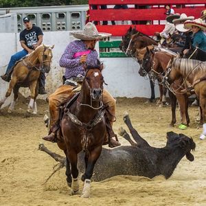 Meet your Posher, Hector